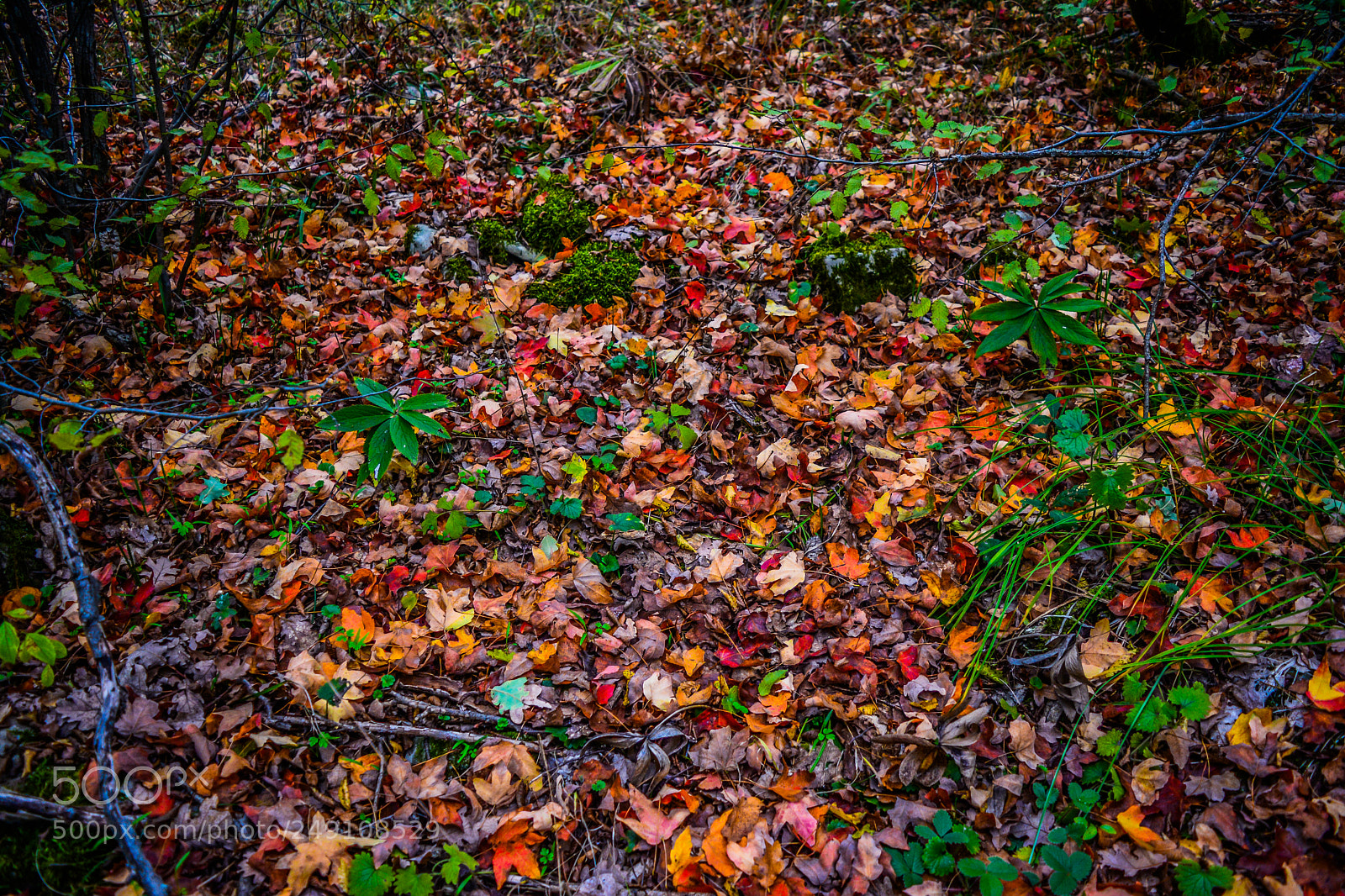 Nikon D5200 sample photo. Autumn vs spring photography