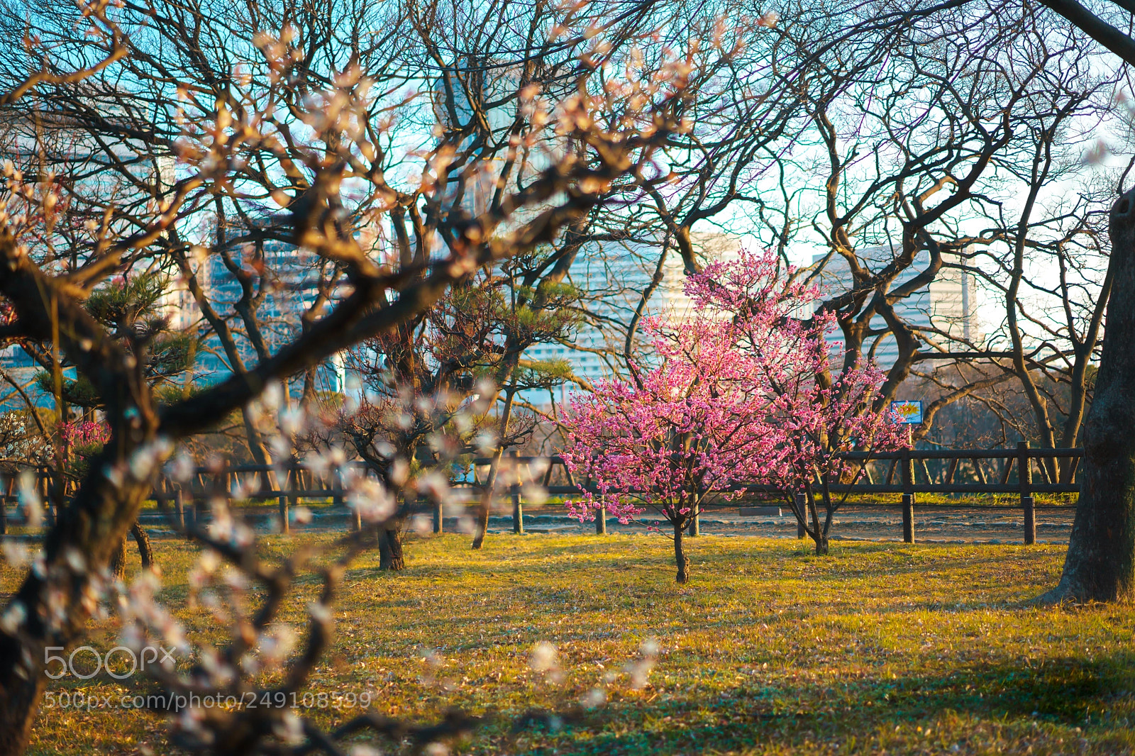 Sony a7 II sample photo. Progress-in-your-life.com photography