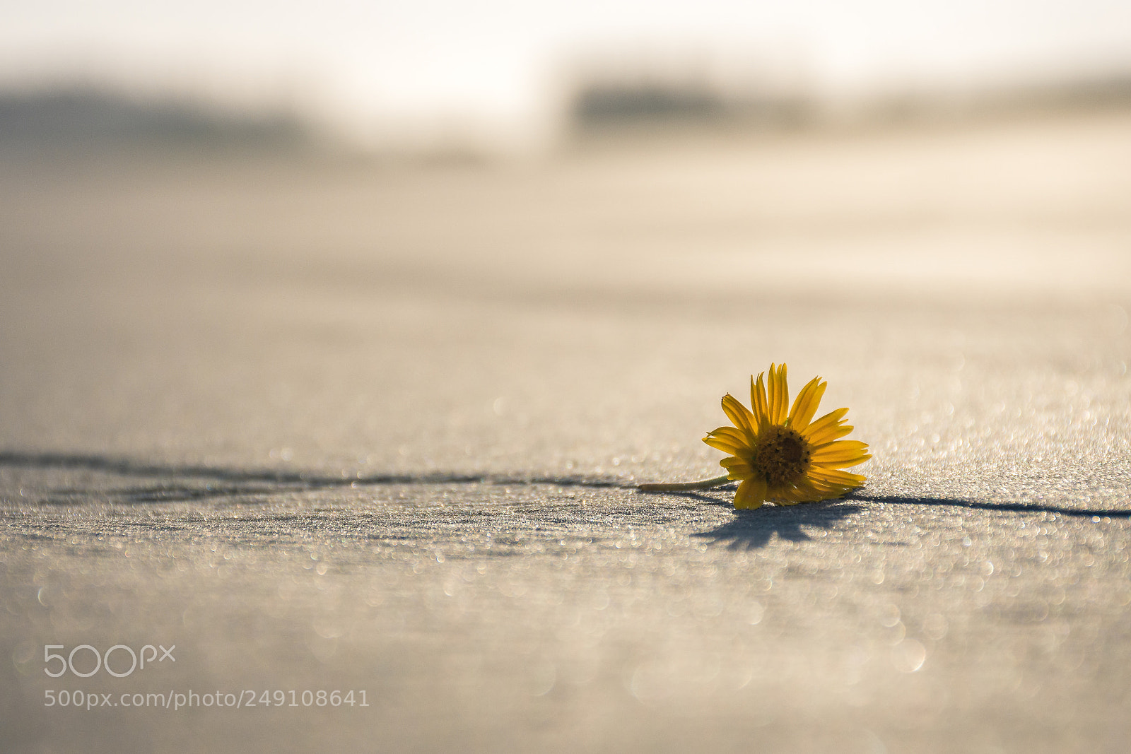 Nikon D7200 sample photo. Yellow flower photography