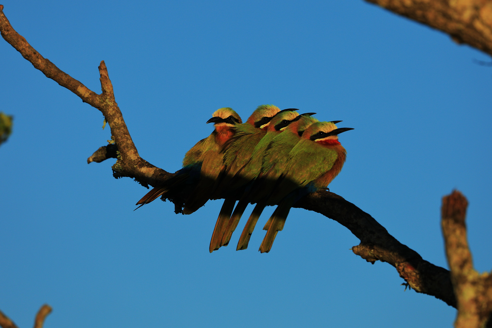 Canon EOS 5D Mark IV sample photo. Bee-eaters, in formation!!! photography