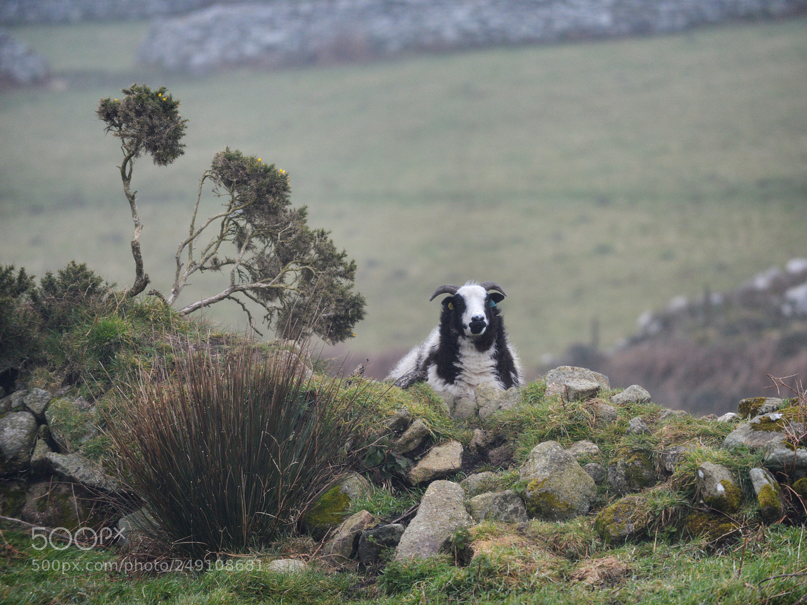 Nikon D800 sample photo. Sheep on the cornish photography