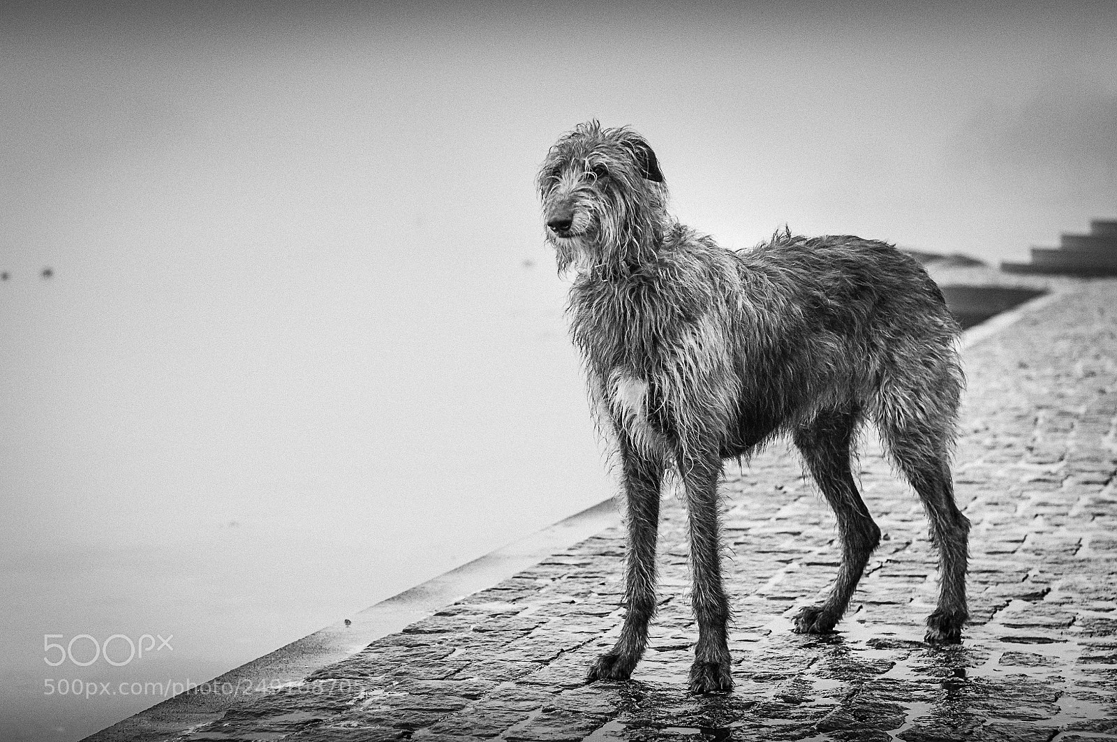 Nikon D90 sample photo. Scottish deerhound photography