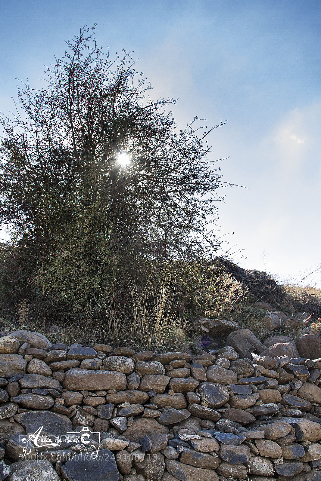 Canon EOS 7D sample photo. Syria, as-sweida mountain hawthorn photography
