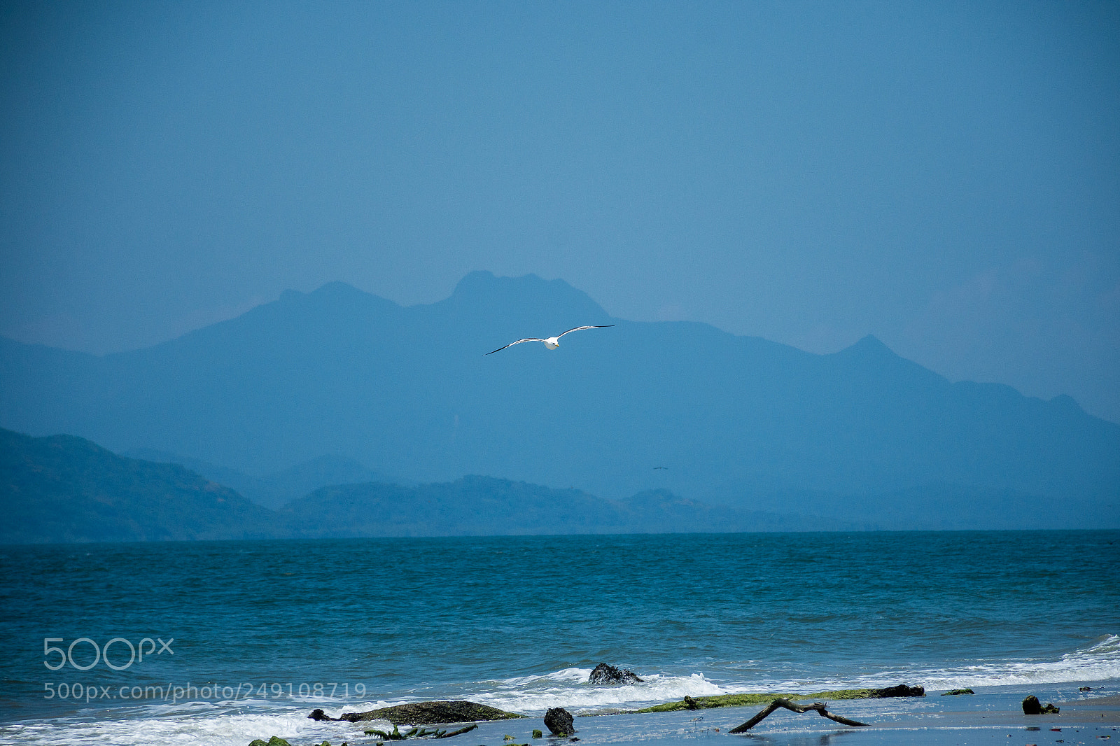 Nikon D7200 sample photo. Seagull photography
