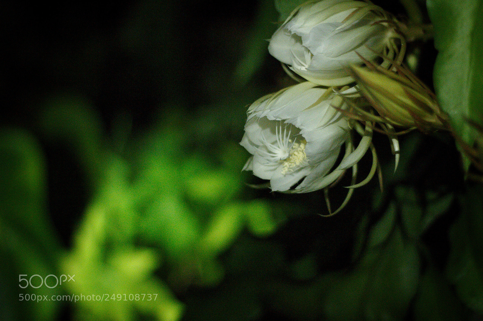 Canon EOS 60D sample photo. Untitled photography