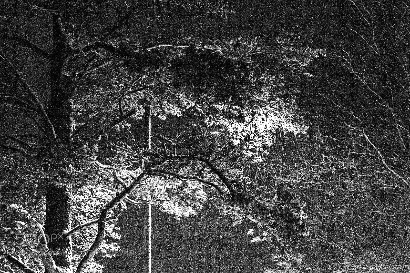 Nikon D700 sample photo. Snowing photography