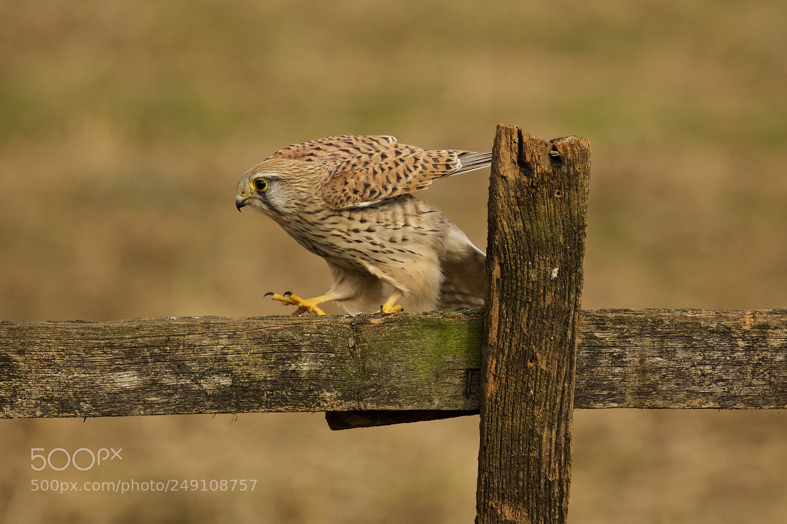 Canon EOS 5D Mark IV sample photo. Kestrel photography