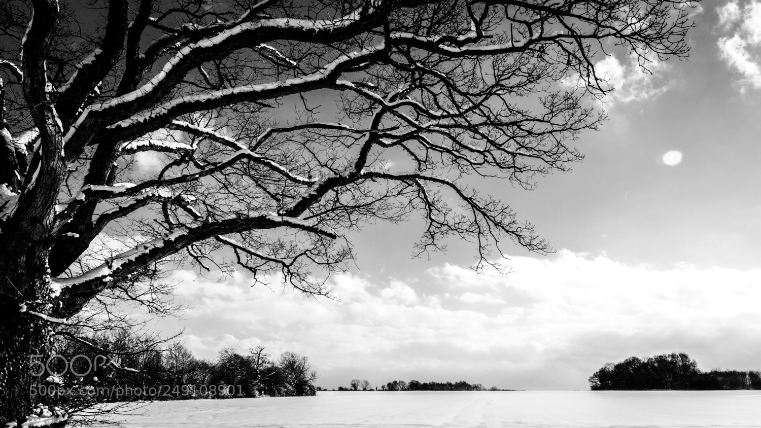 Nikon D3200 sample photo. Snow covered tree photography