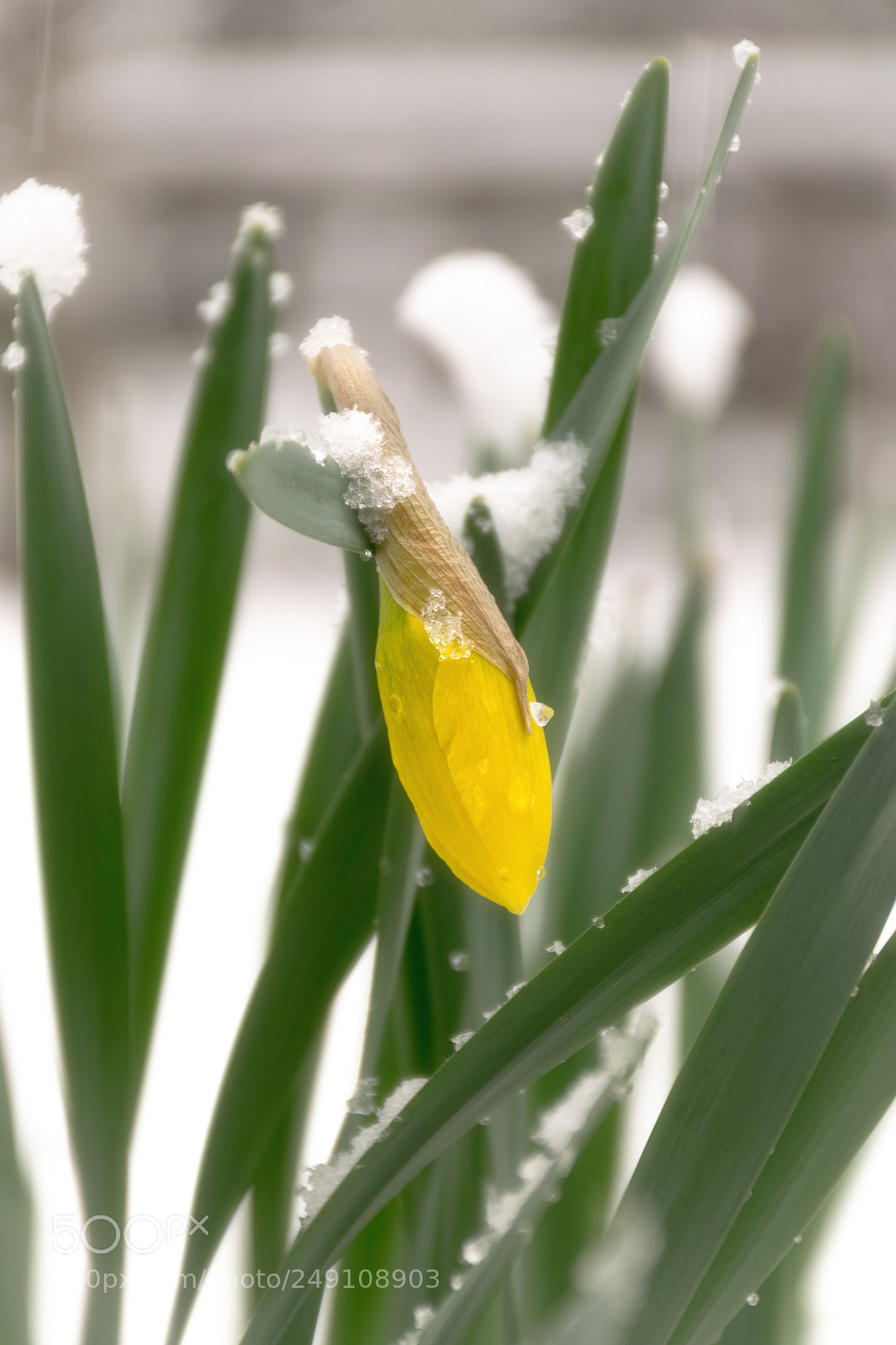 Nikon D5300 sample photo. Flower in snow photography