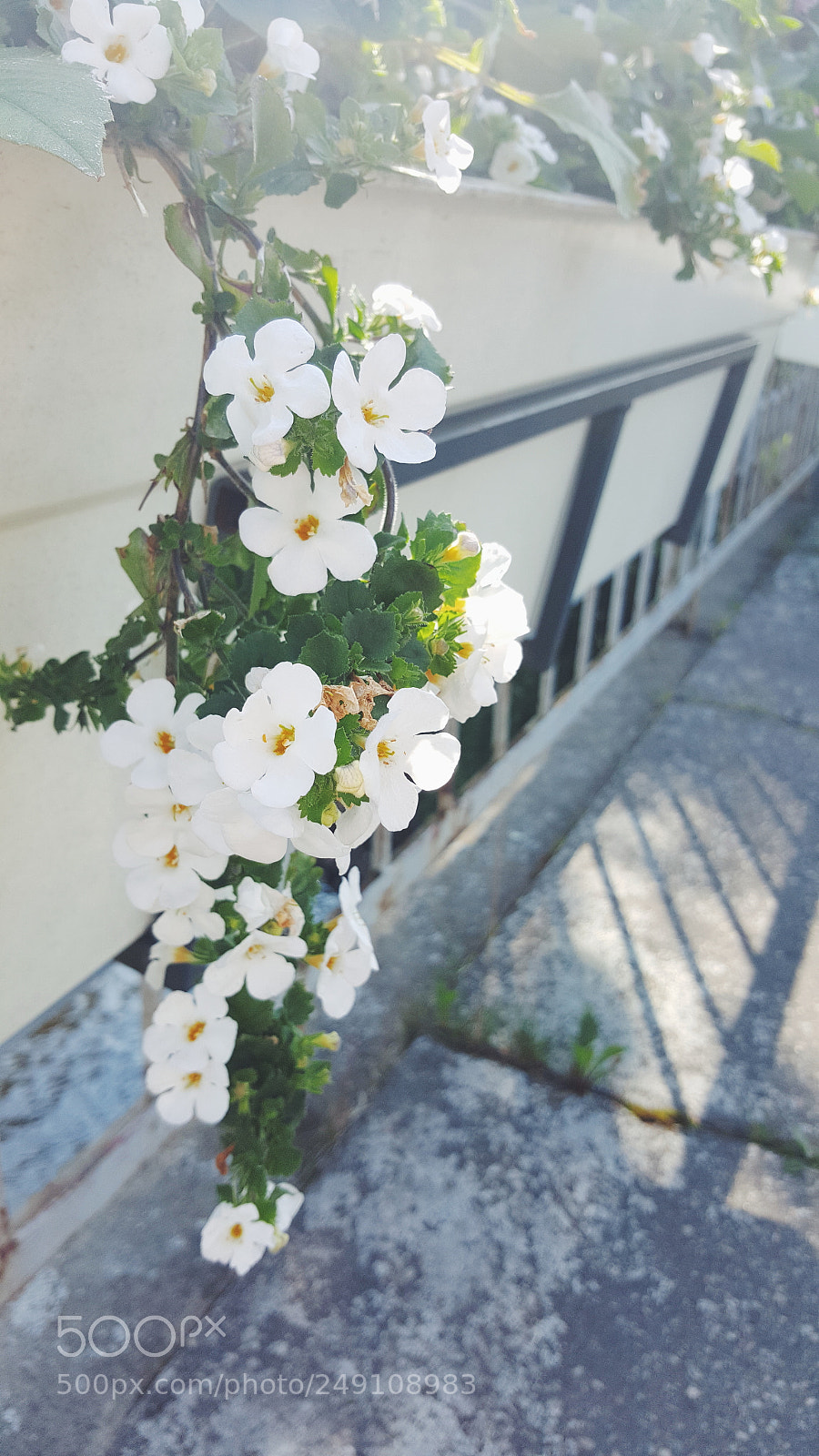 Samsung Galaxy S6 sample photo. Processed with vsco with photography