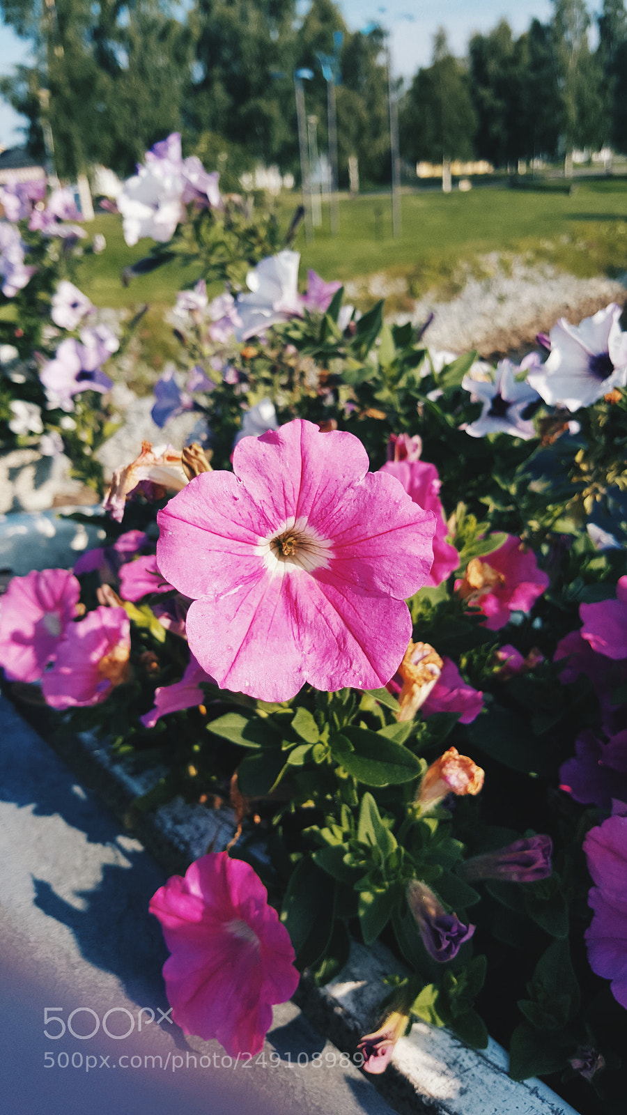 Samsung Galaxy S6 sample photo. Processed with vsco with photography