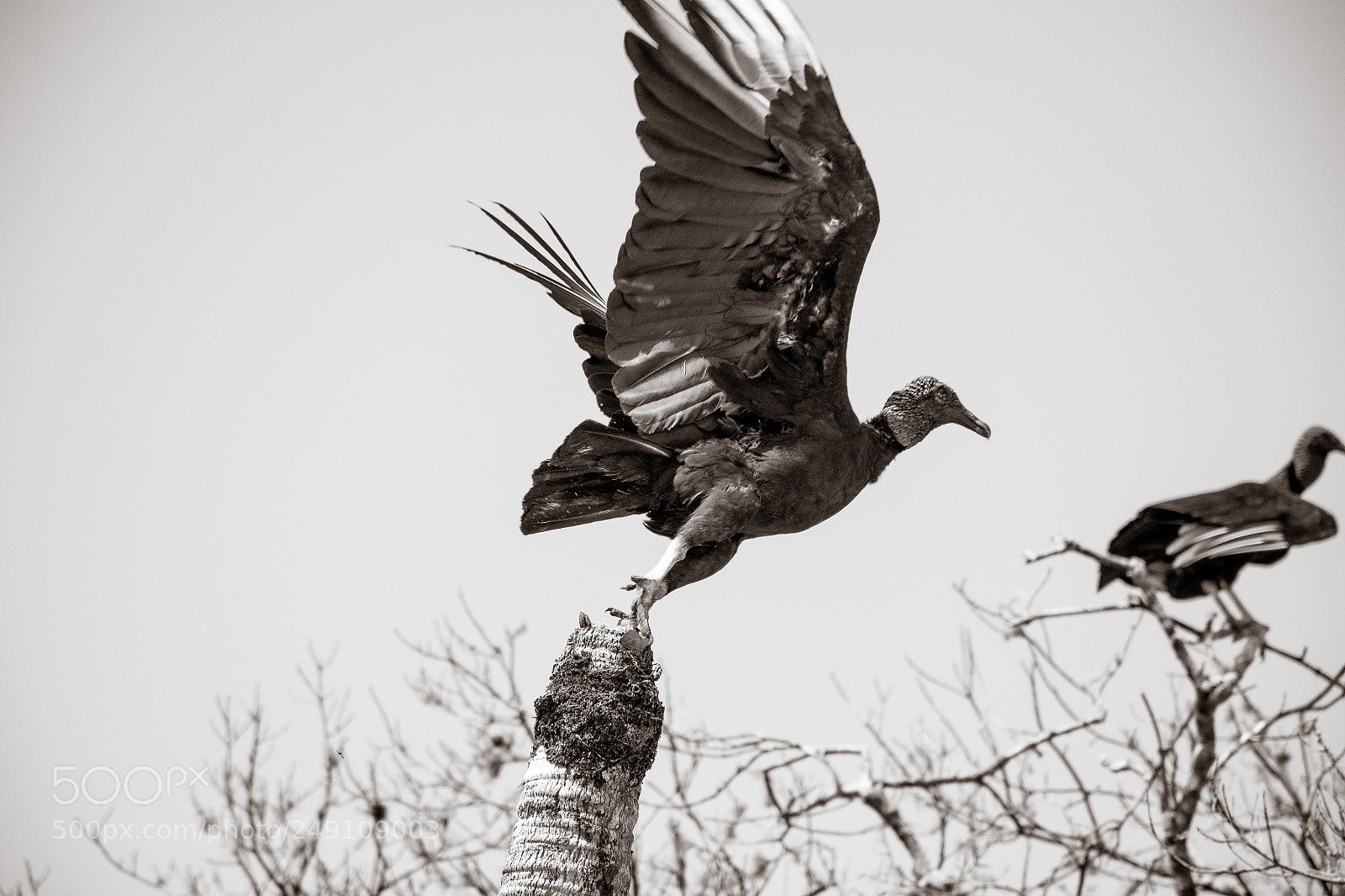 Nikon D7200 sample photo. Preparing to fly photography