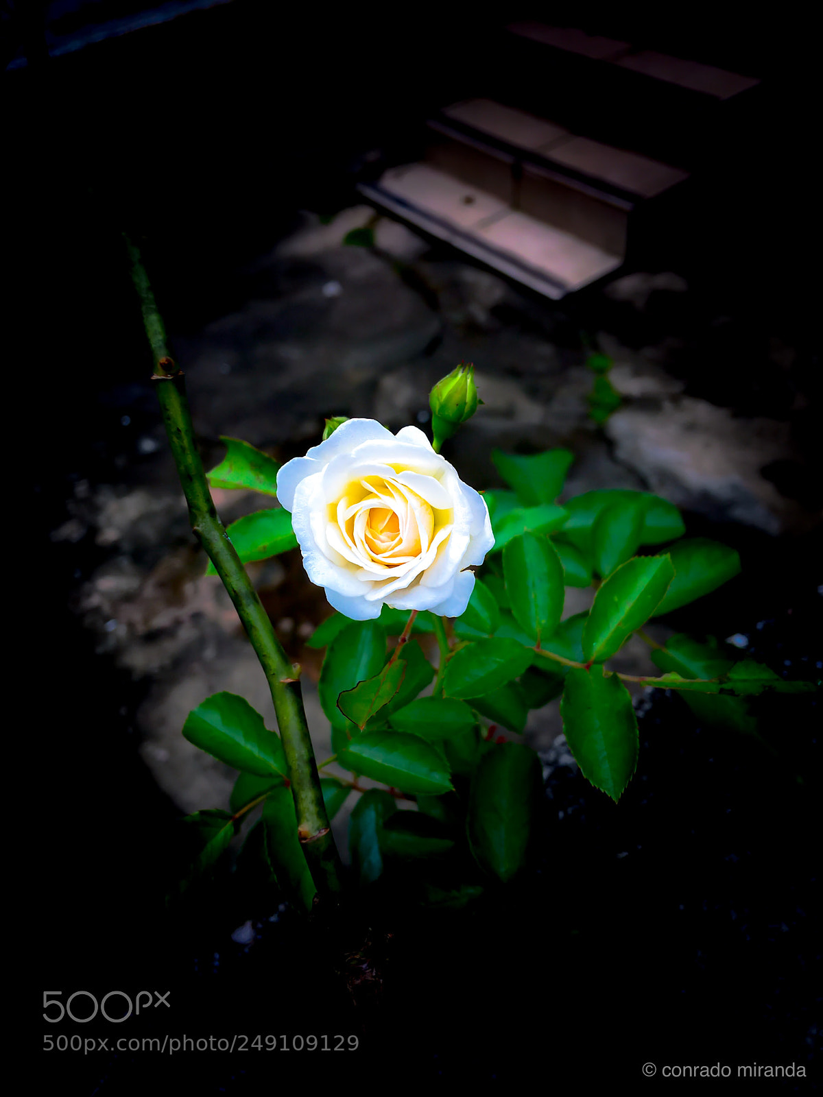 Apple iPhone 6s Plus sample photo. Untitled photography