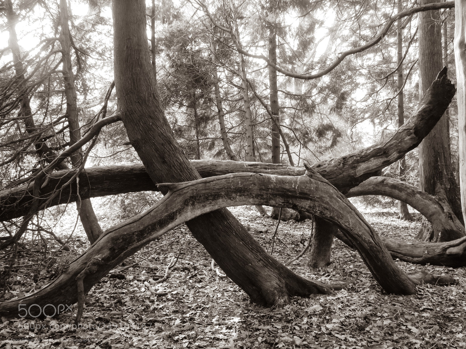Canon PowerShot SX540 HS sample photo. Twisted trees photography