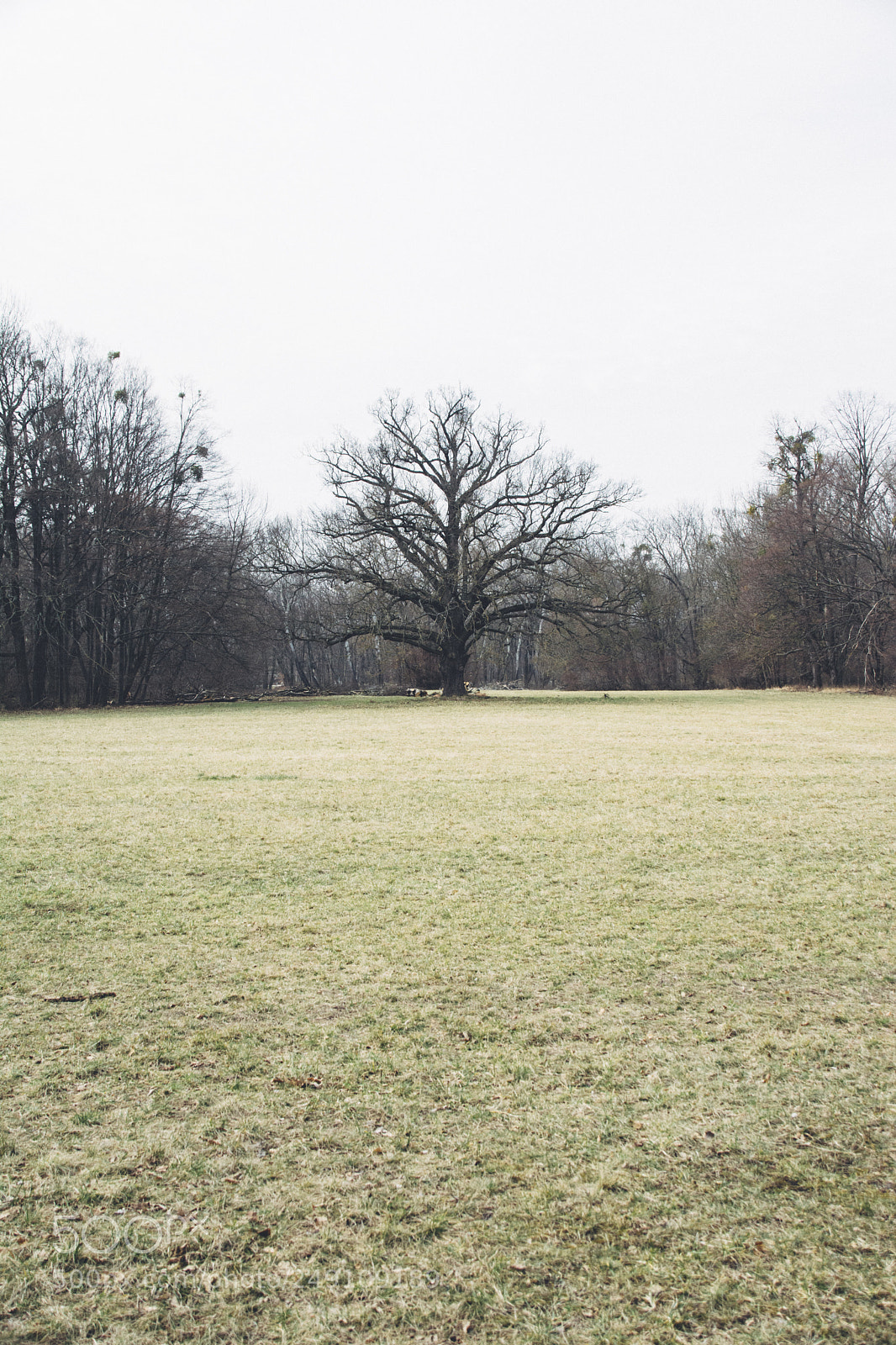Nikon D7100 sample photo. Leafless photography