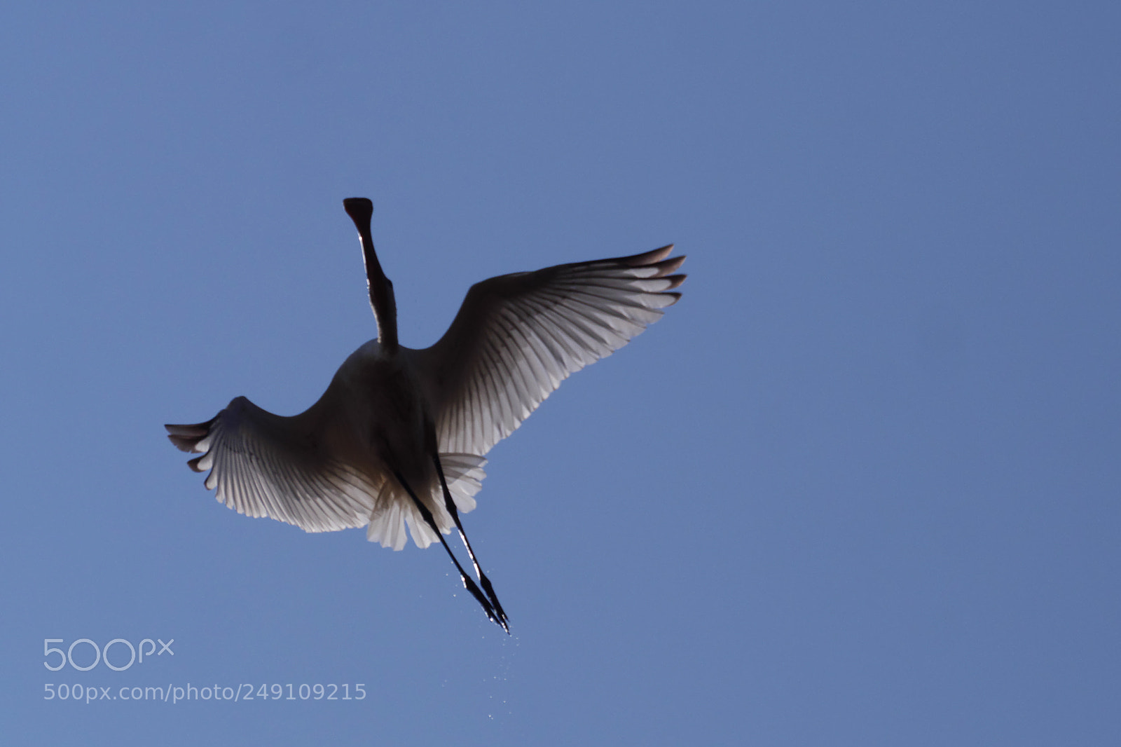Panasonic Lumix DMC-GH3 sample photo. Spoonbill. photography