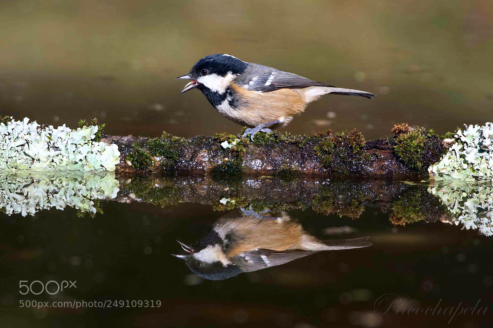 Sony a99 II sample photo. Garrapinos con reflejo photography