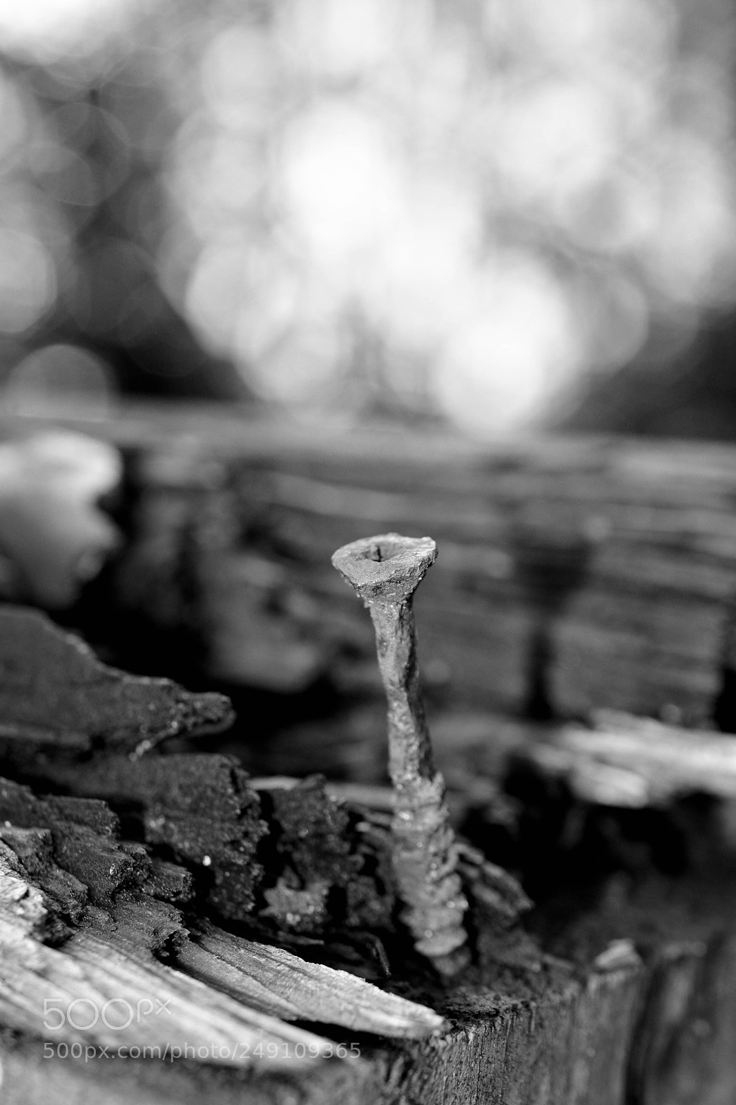 Nikon D5200 sample photo. You "screw" it photography