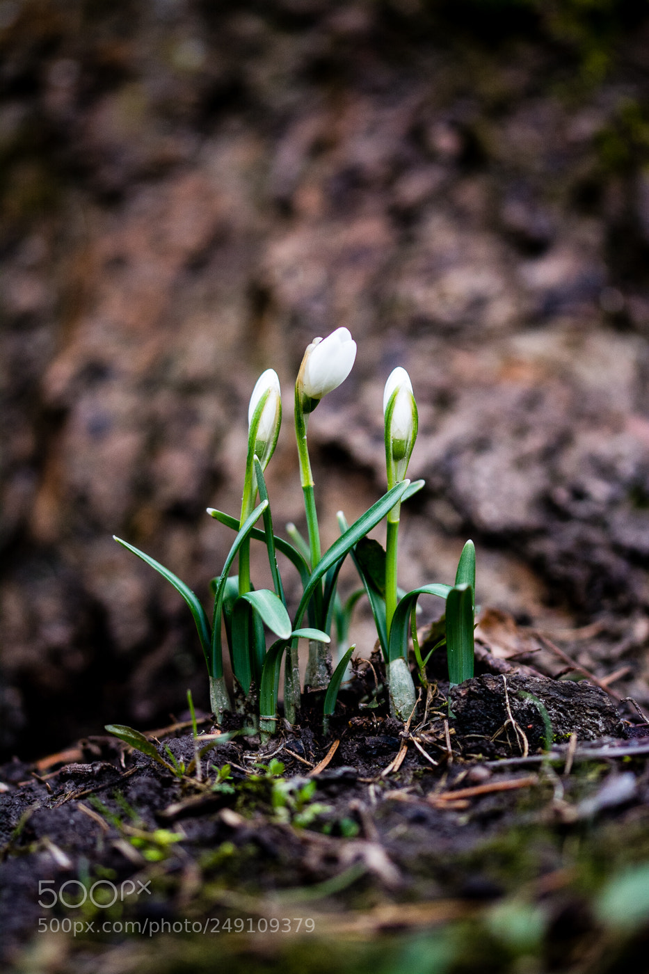 Nikon D5200 sample photo. Nature photography