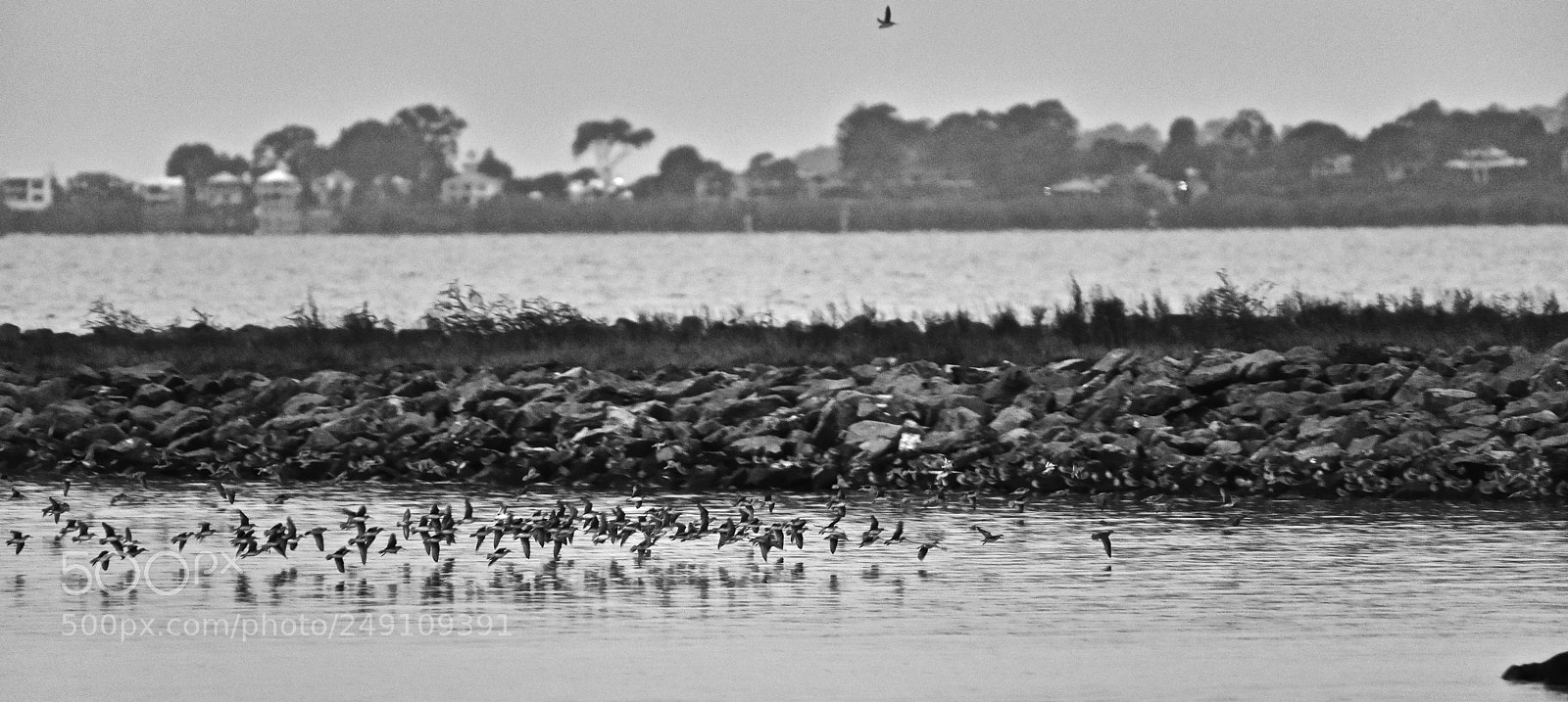 Nikon D810 sample photo. The flock photography