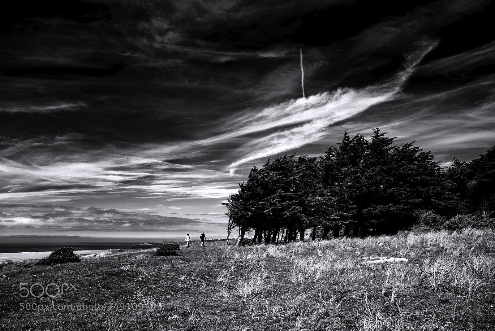 Leica M (Typ 240) sample photo. The trees will burn photography