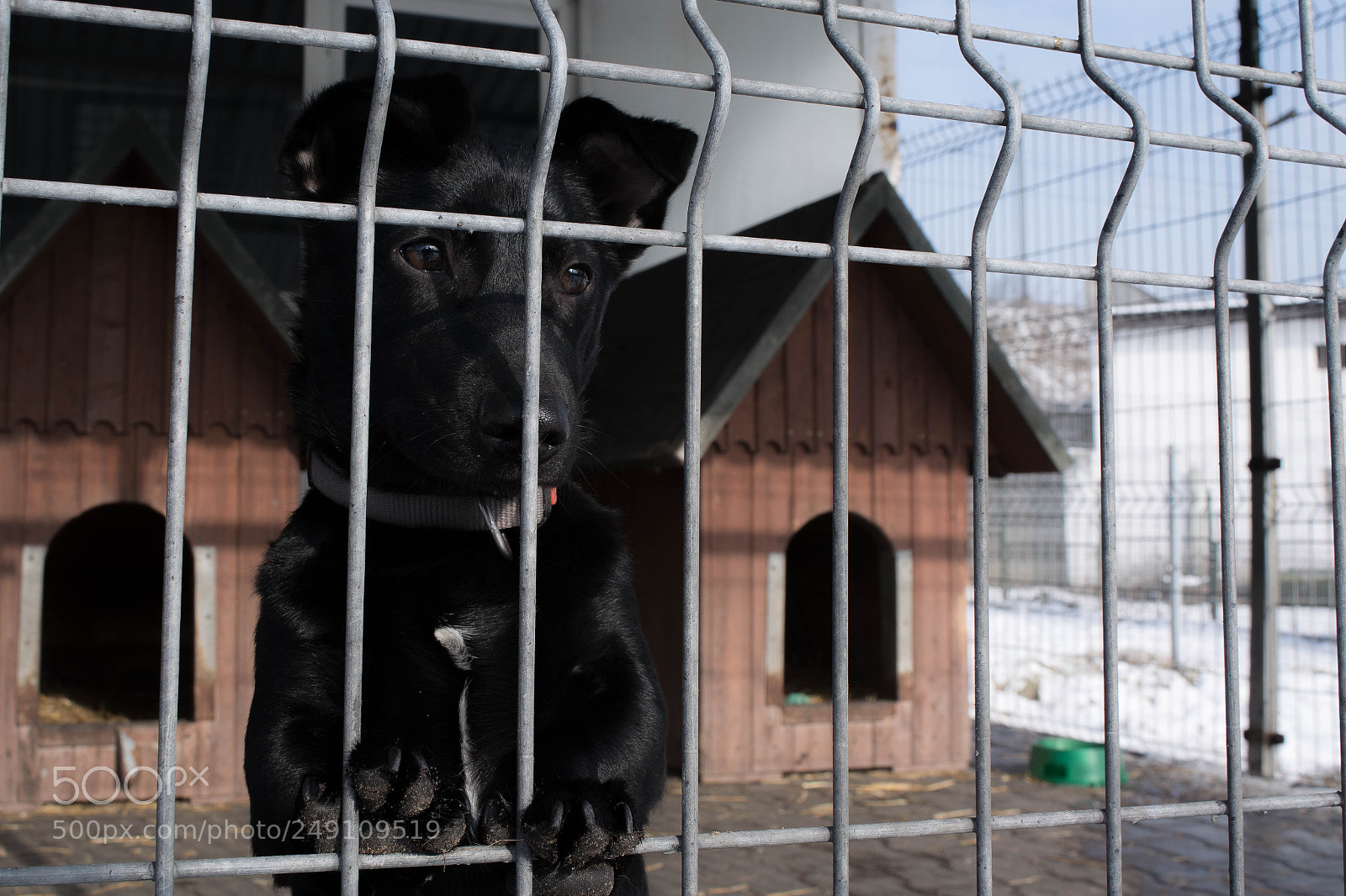 Nikon D5200 sample photo. Lonely puppy wants to photography