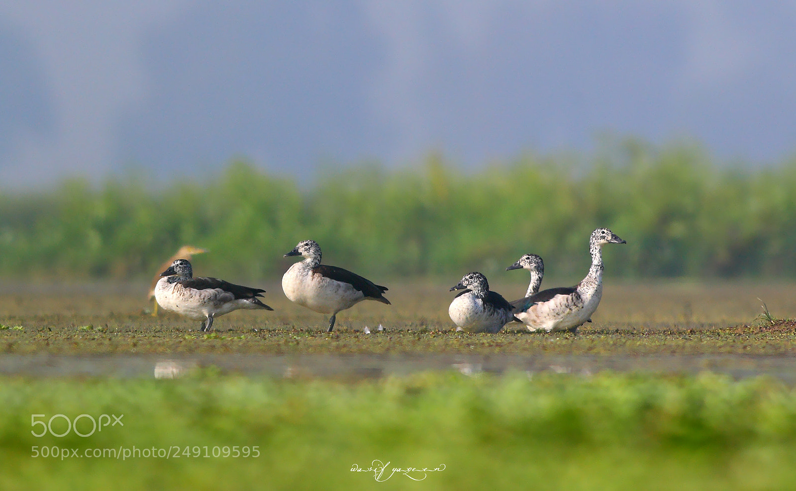 Canon EOS-1D Mark IV sample photo. Knob billed duck photography
