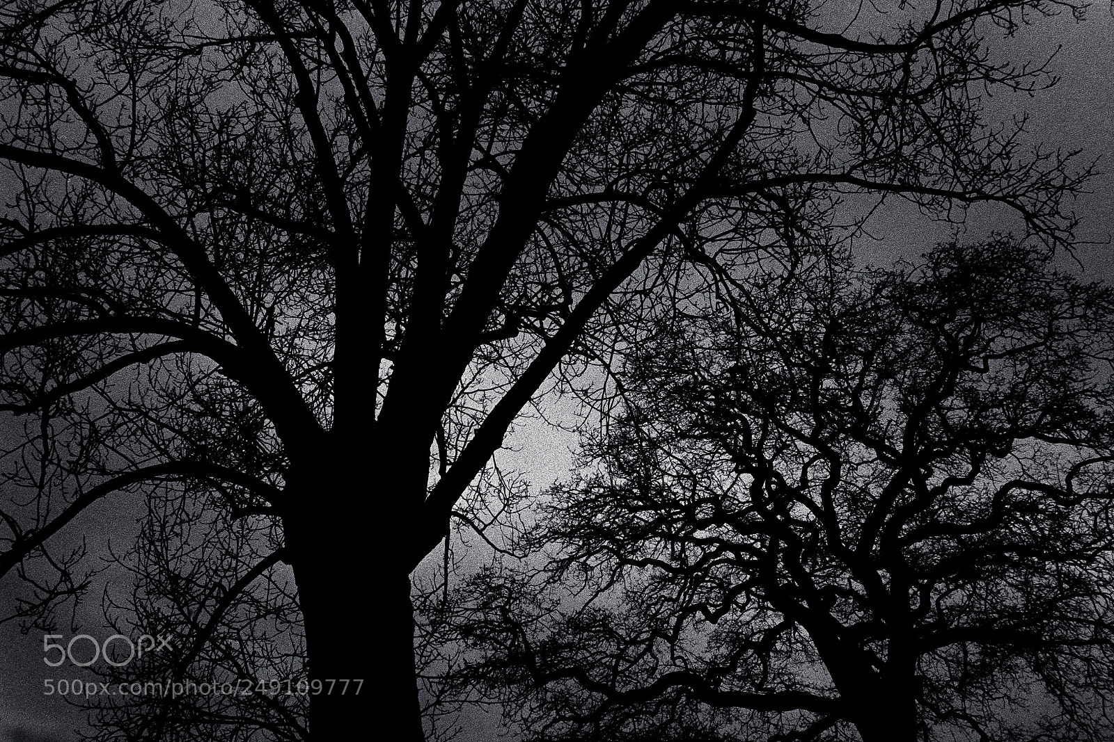 Nikon D700 sample photo. Winter light photography