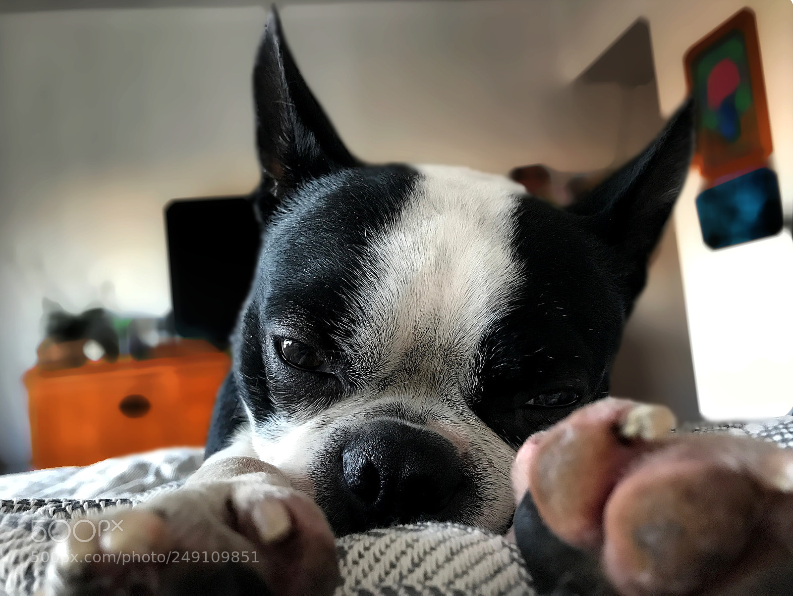 Apple iPhone 7 Plus sample photo. Panfilo photography