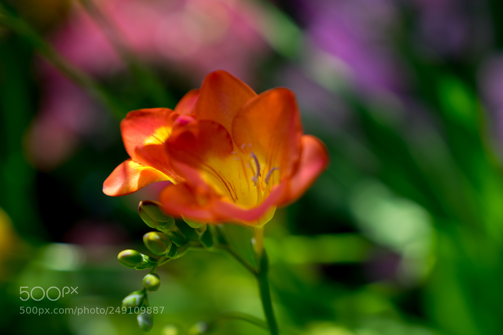Sony a7 II sample photo. Beauty photography
