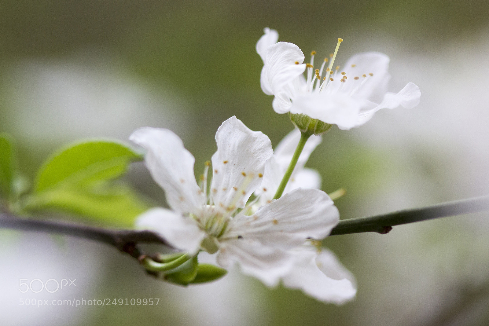 Canon EOS 600D (Rebel EOS T3i / EOS Kiss X5) sample photo. Spring photography