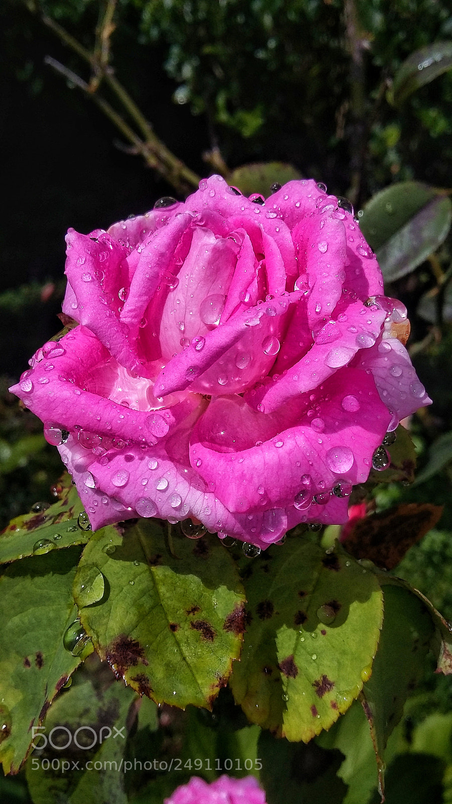 Samsung Galaxy Grand Prime sample photo. Gotas de lluvia photography