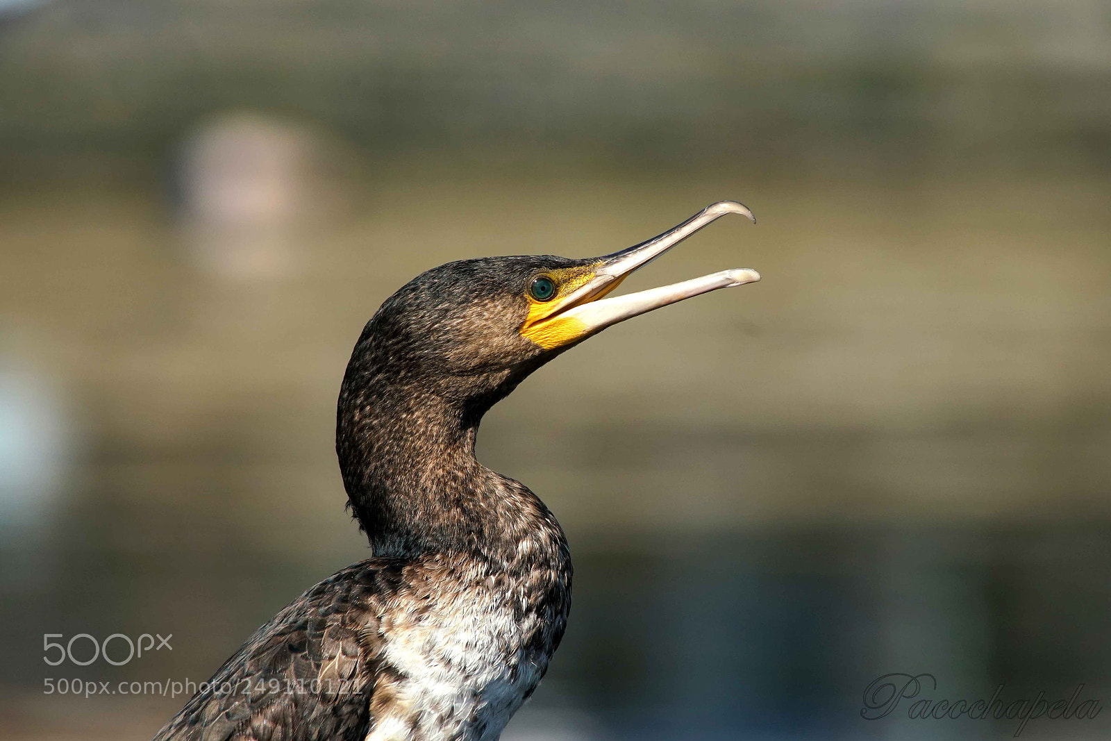 Sony a99 II sample photo. Retrato de cormorán photography