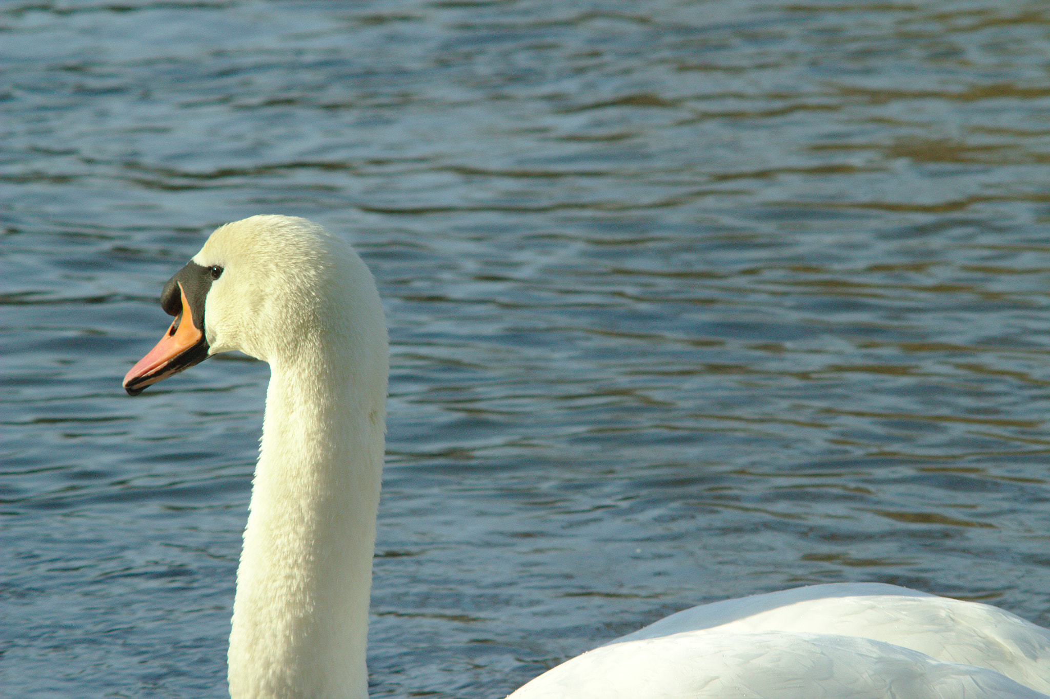 Canon EF 35-80mm f/4-5.6 sample photo