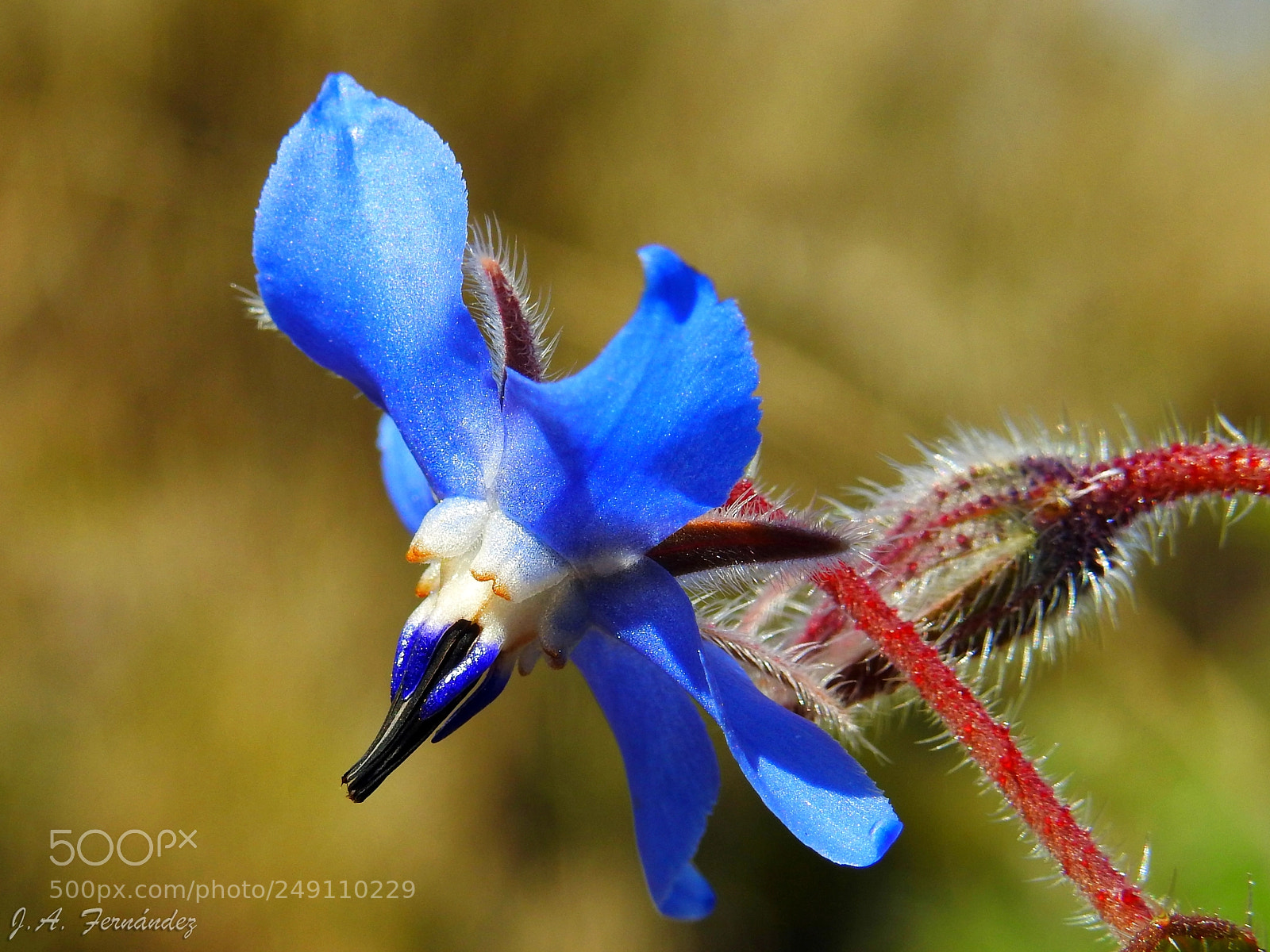 Nikon Coolpix P900 sample photo. Borraja (borago officinalis) photography