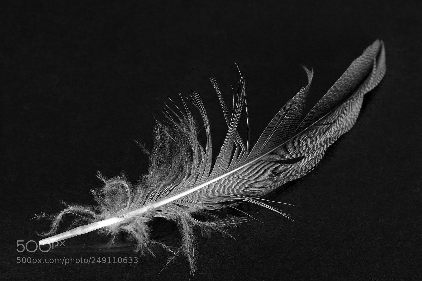 Canon EOS 7D Mark II sample photo. Feather photography