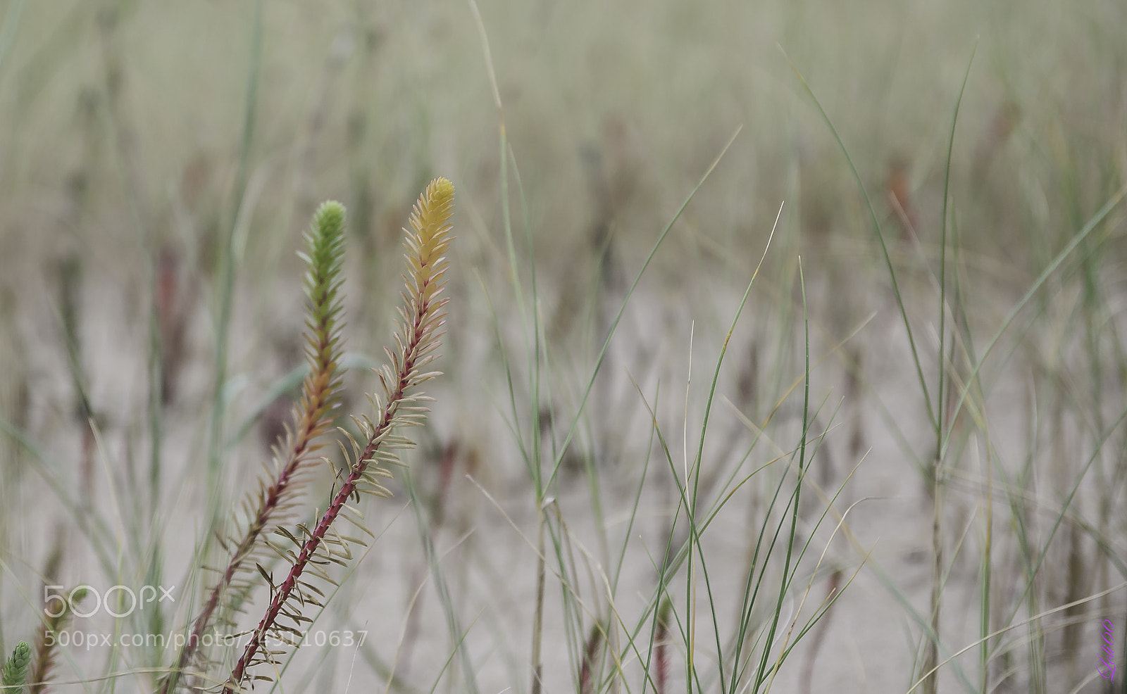 Nikon D7200 sample photo. Color photography