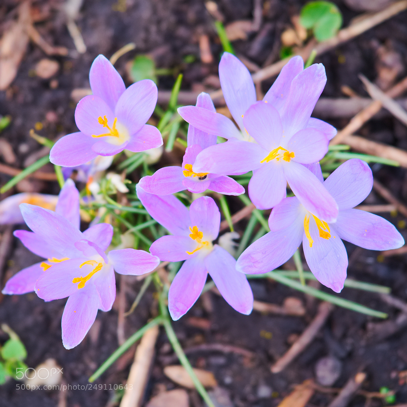 Fujifilm X-T20 sample photo. Iridaceae photography