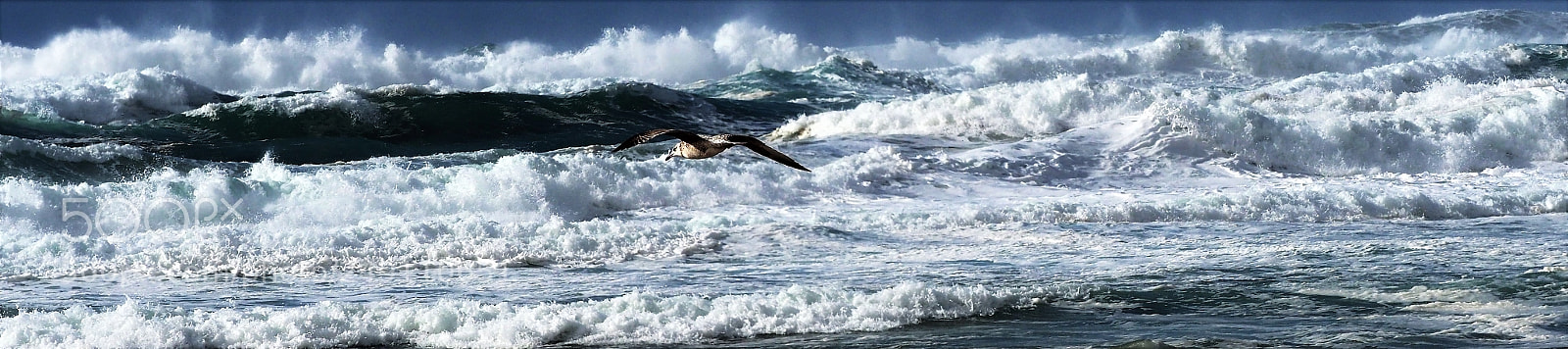 Olympus OM-D E-M1 Mark II sample photo. Flight into the sea photography