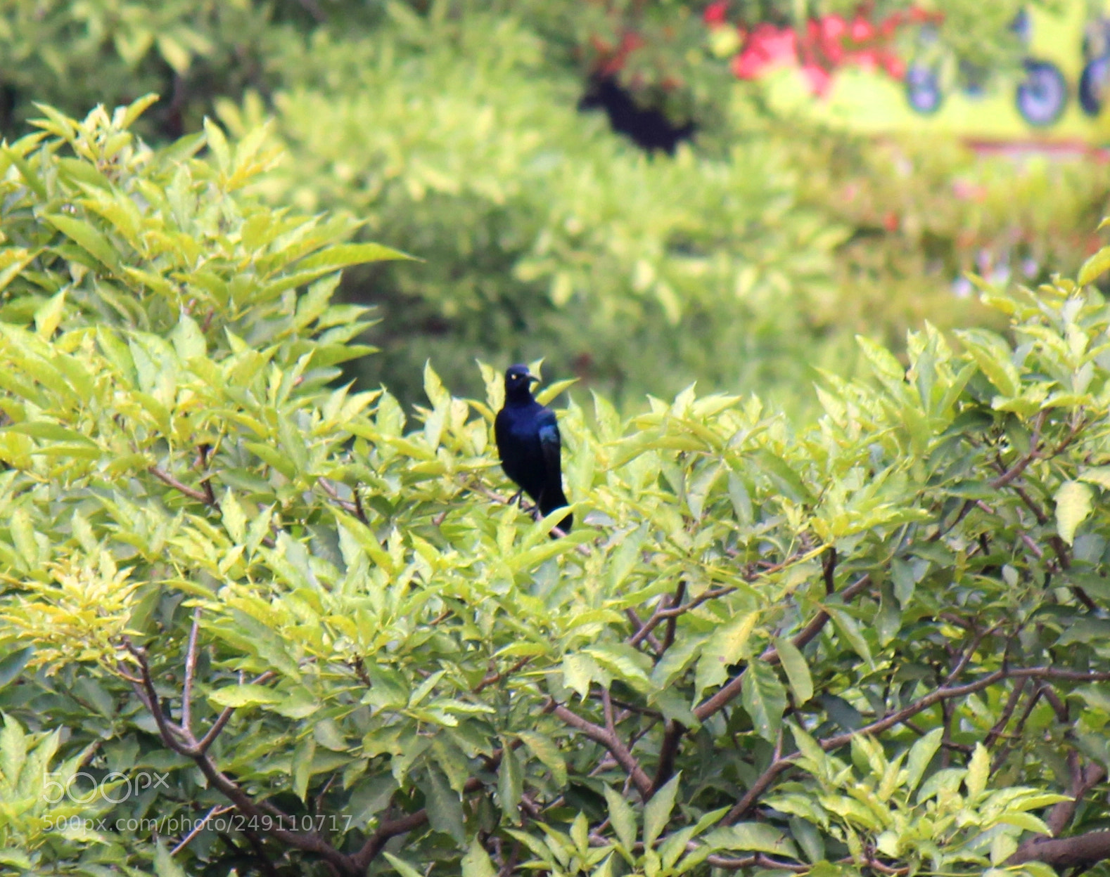 Canon EOS 600D (Rebel EOS T3i / EOS Kiss X5) sample photo. Img photography