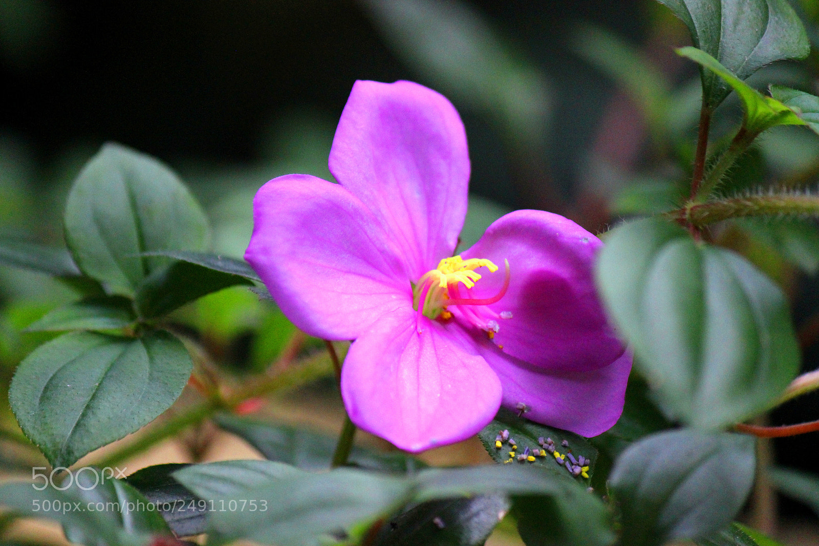 Canon EOS 600D (Rebel EOS T3i / EOS Kiss X5) sample photo. Img photography