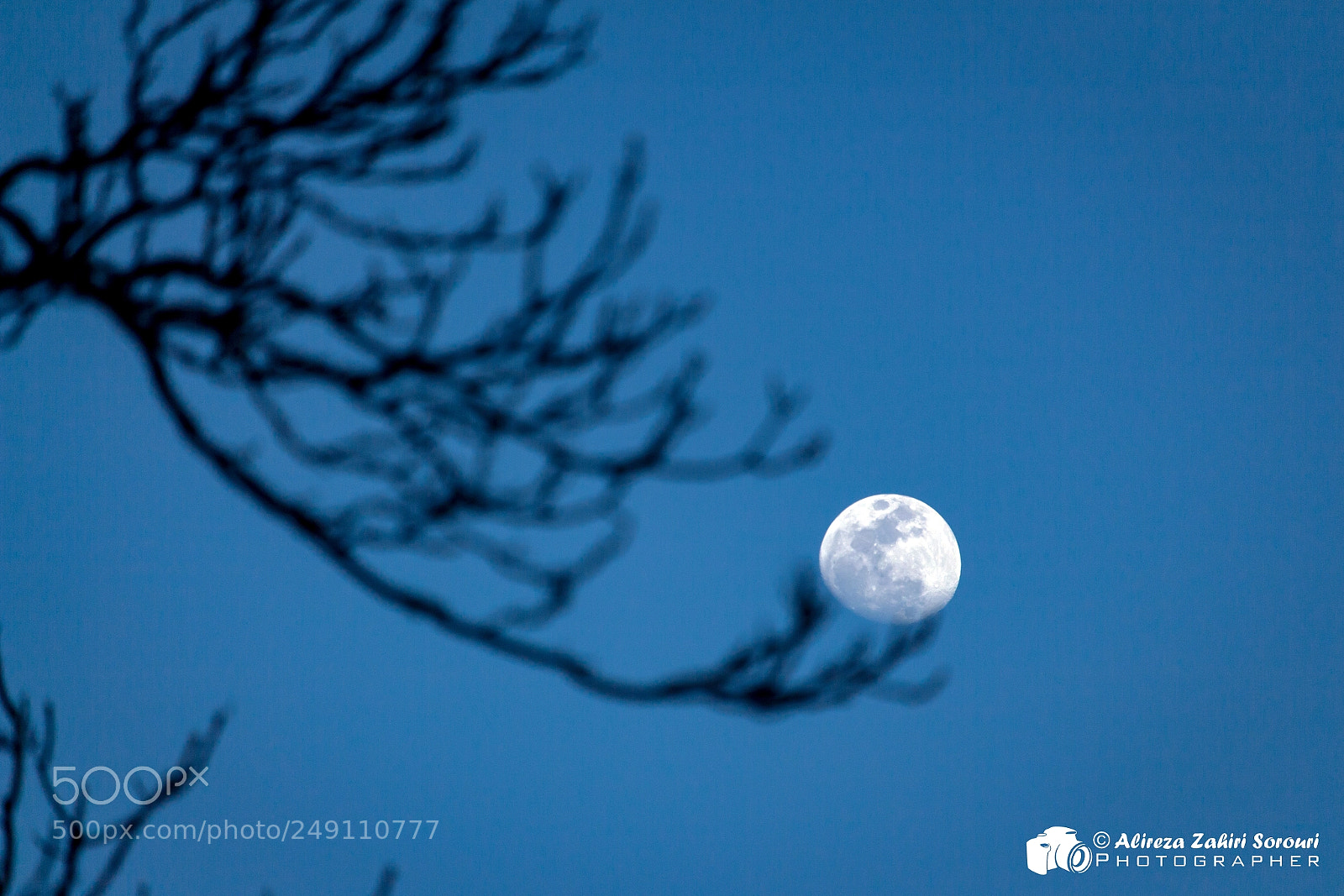Canon EOS 700D (EOS Rebel T5i / EOS Kiss X7i) sample photo. The moon blossom! photography