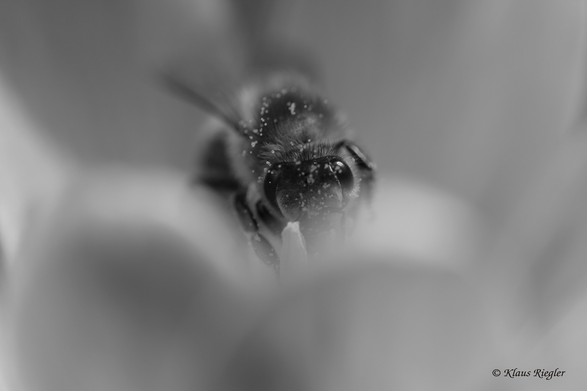 Canon EF 100mm F2.8L Macro IS USM sample photo. Bee photography