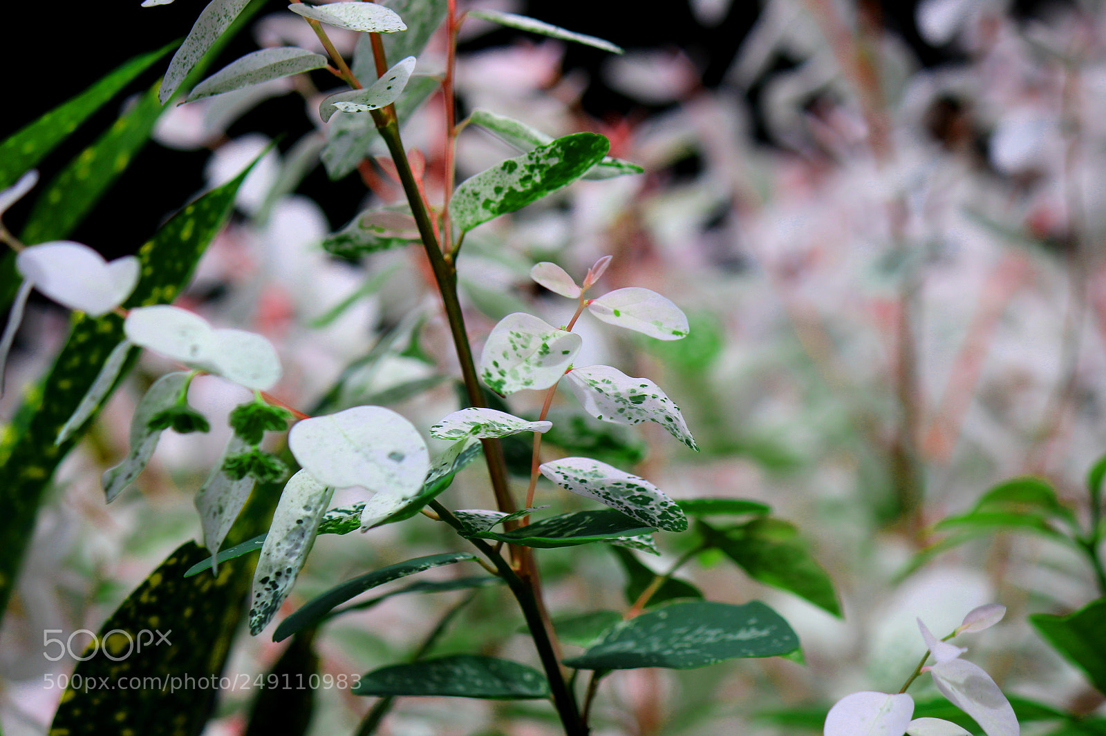 Canon EOS 600D (Rebel EOS T3i / EOS Kiss X5) sample photo. Img photography