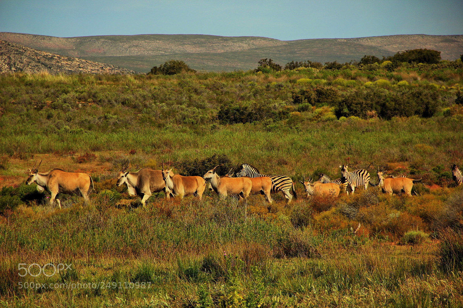 Canon EOS 550D (EOS Rebel T2i / EOS Kiss X4) sample photo. South african game reserve photography