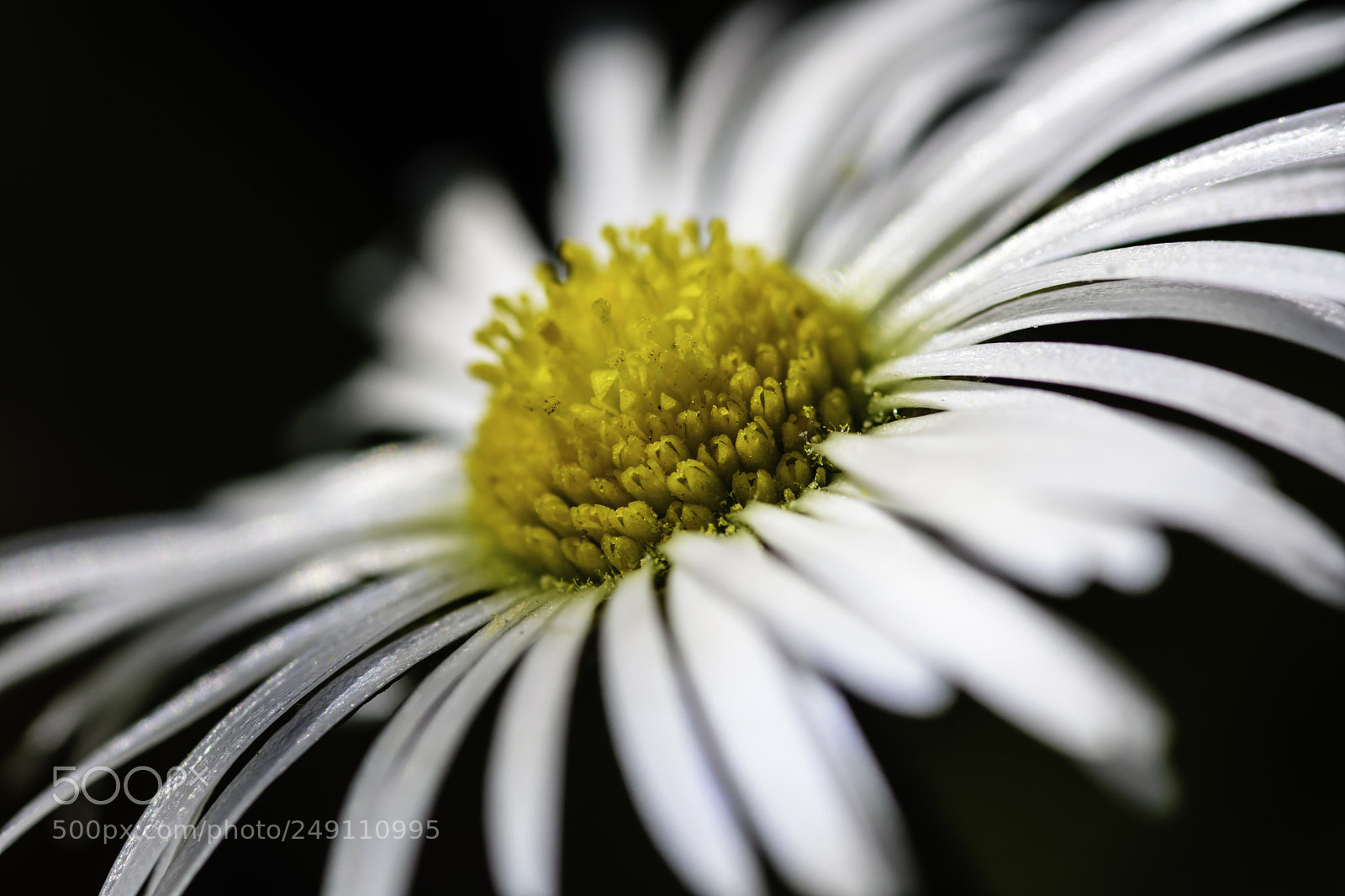 Nikon D7200 sample photo. Daisy photography