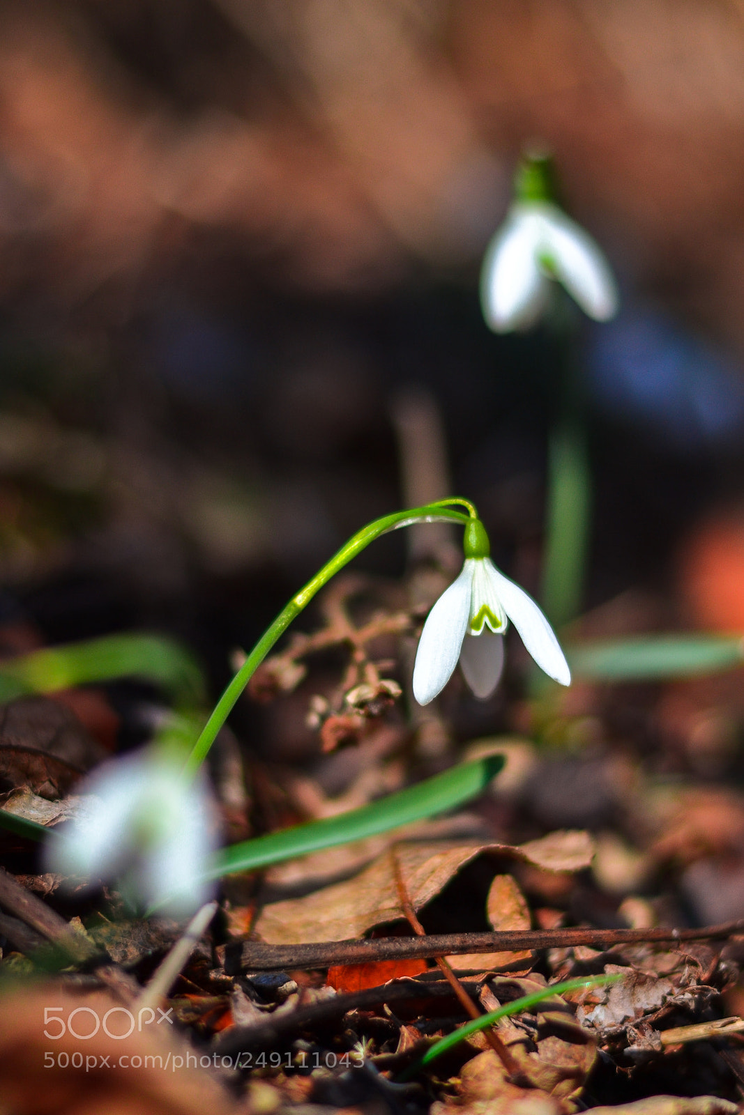 Nikon D3100 sample photo. Standing white photography