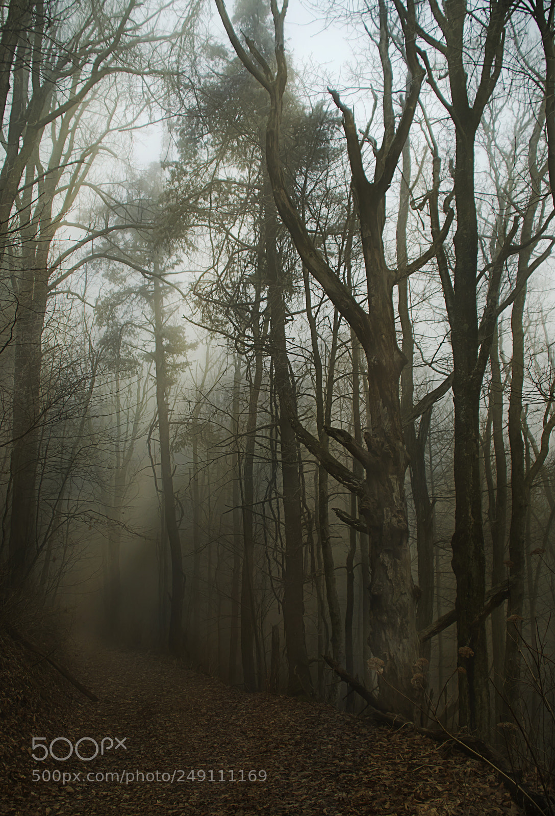 Nikon D7100 sample photo. Bent tree trail photography