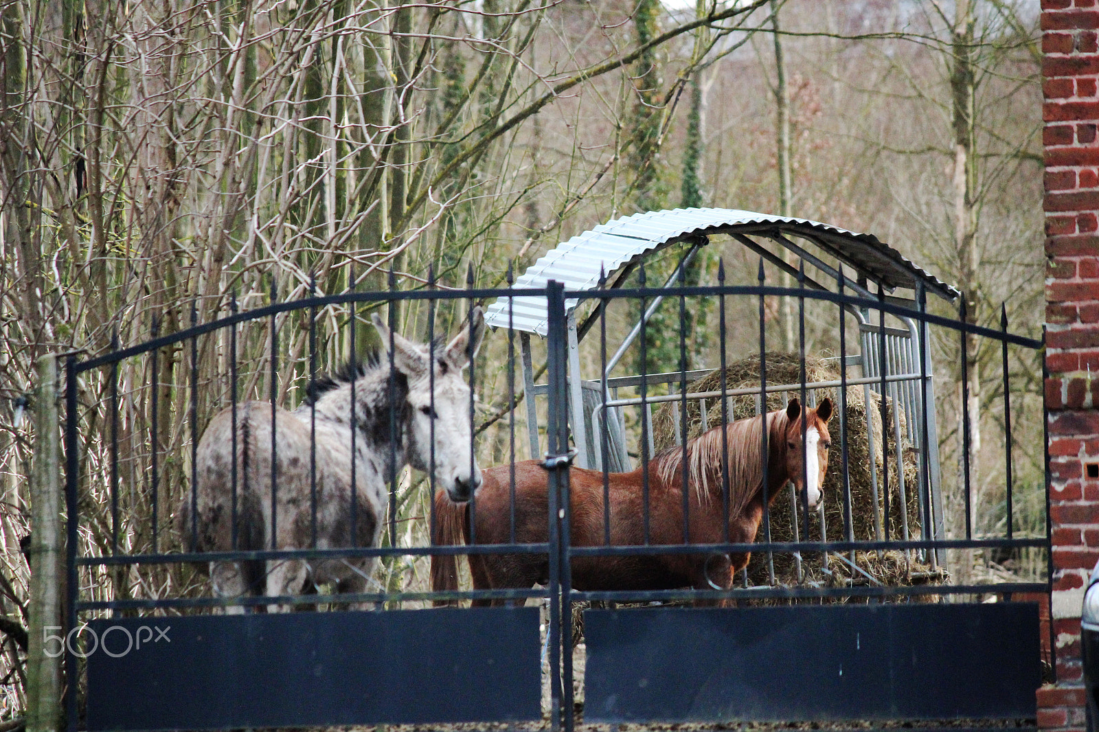 Canon EF-S 55-250mm F4-5.6 IS sample photo. Prisonniers photography