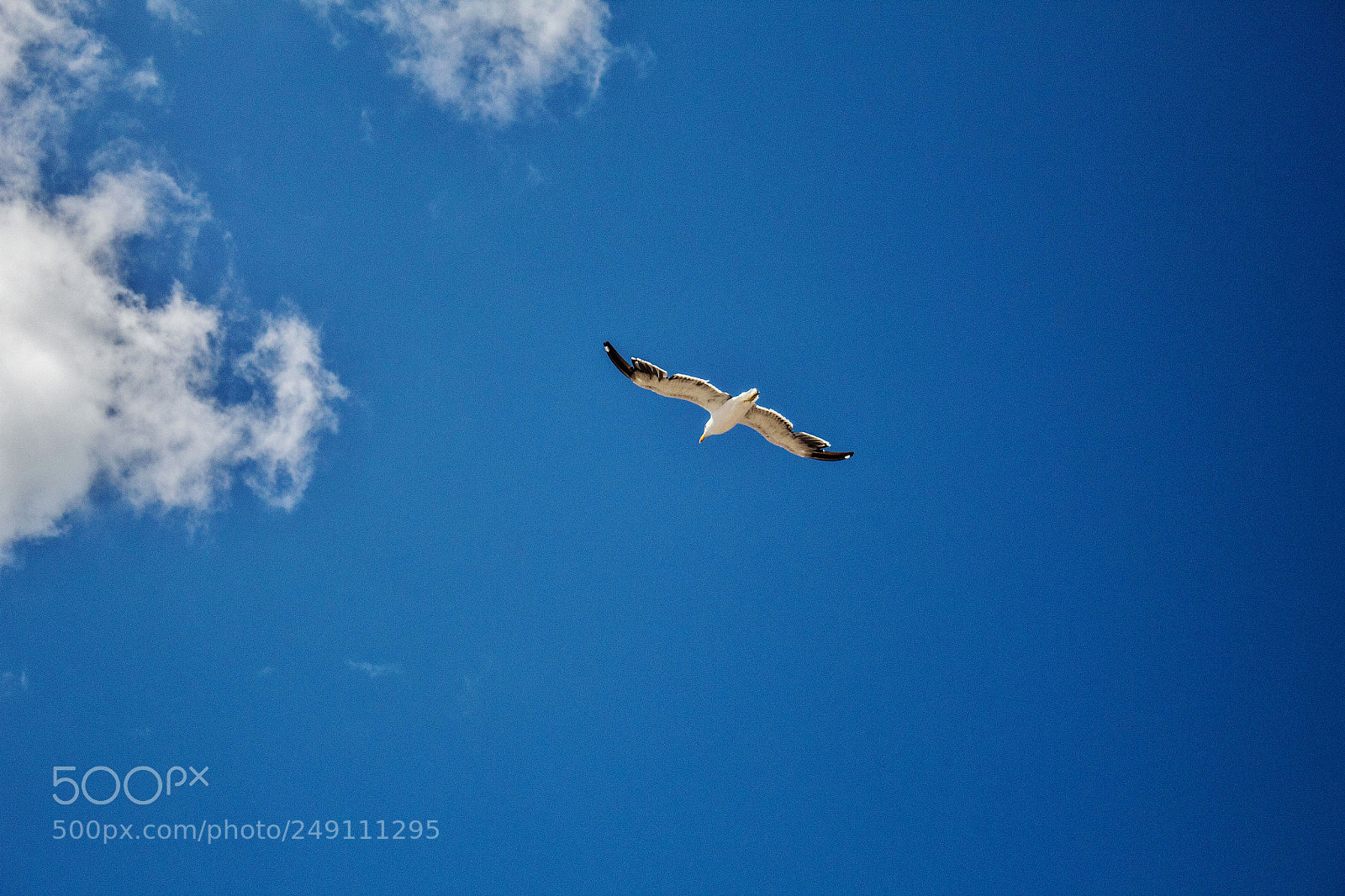 Canon EOS 1300D (EOS Rebel T6 / EOS Kiss X80) sample photo. Gaviota/ seagull photography